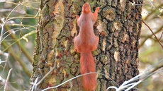 Eichhörnchen (17).jpg